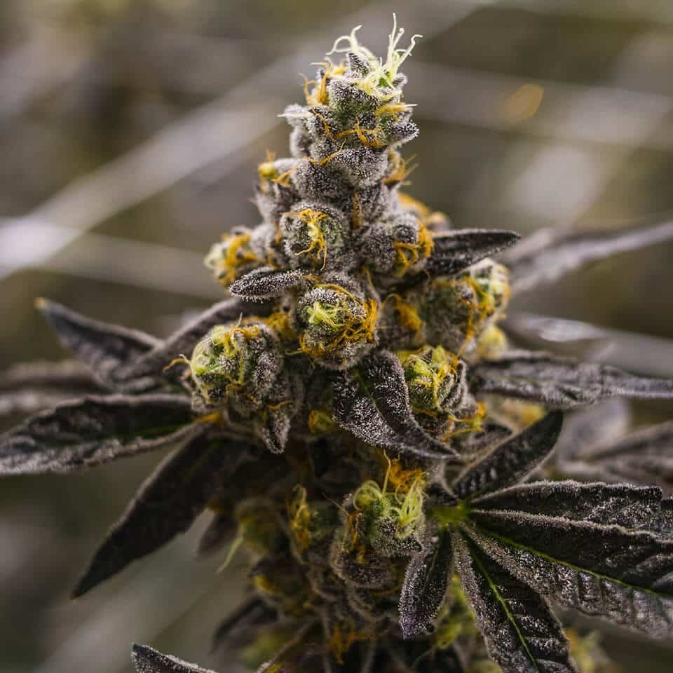 Cherry Pie