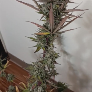 Swamp Skunk - Sunshine State cut
