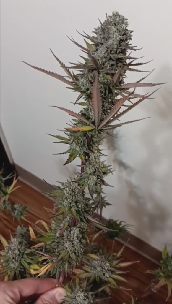 Swamp Skunk - Sunshine State cut