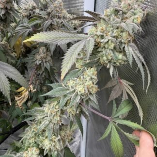 Mule Fuel - Thug Pug cut