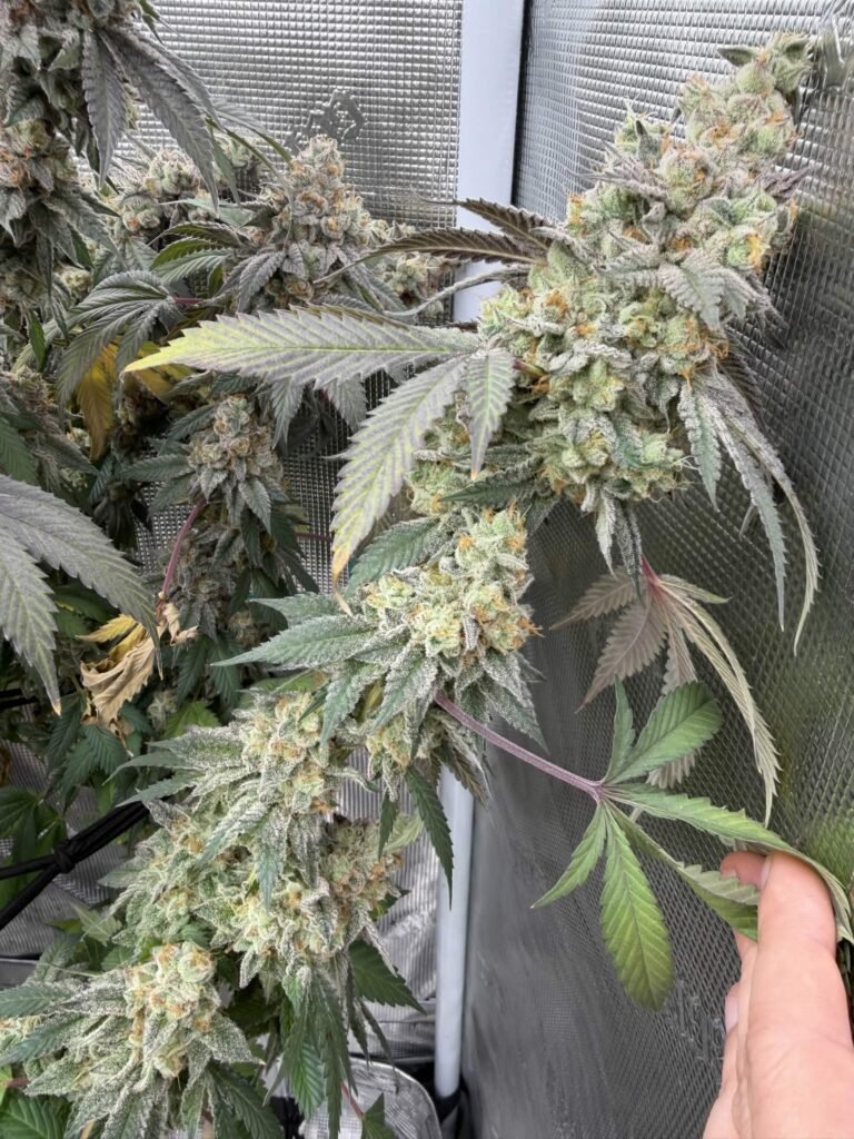 Mule Fuel - Thug Pug cut