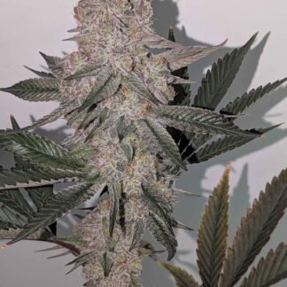 Dreadbringer 6 - Thy Dank Genetics cut
