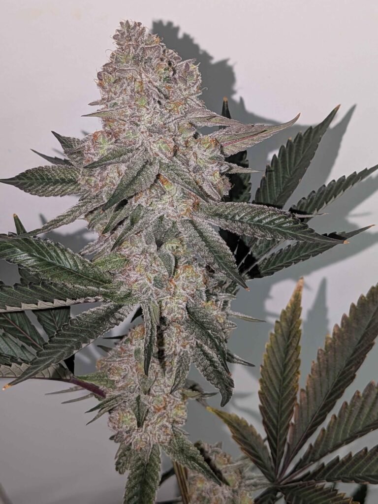 Dreadbringer 6 - Thy Dank Genetics cut