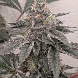Breadstix 5 - Staefli Farms cut