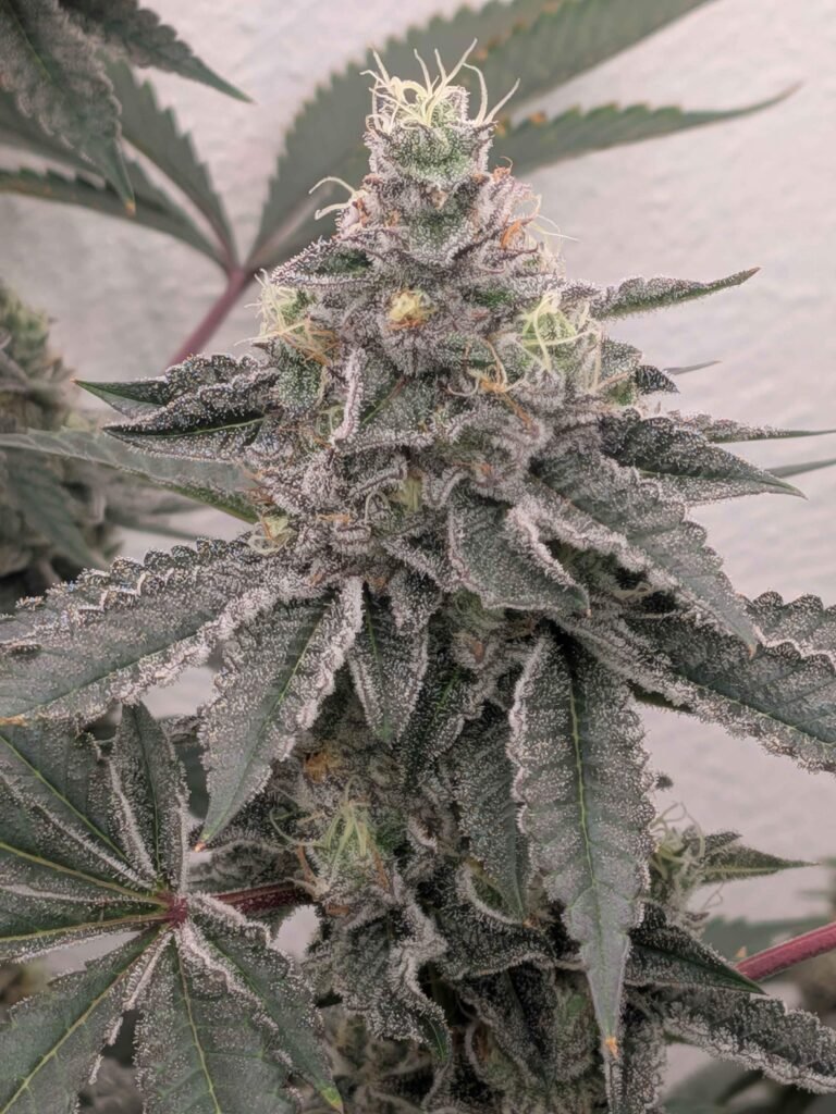 Breadstix 5 - Staefli Farms cut