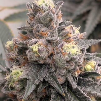 Crunch Berriez - Fiya Farmer cut
