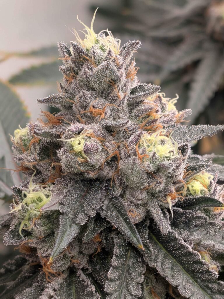 Crunch Berriez - Fiya Farmer cut