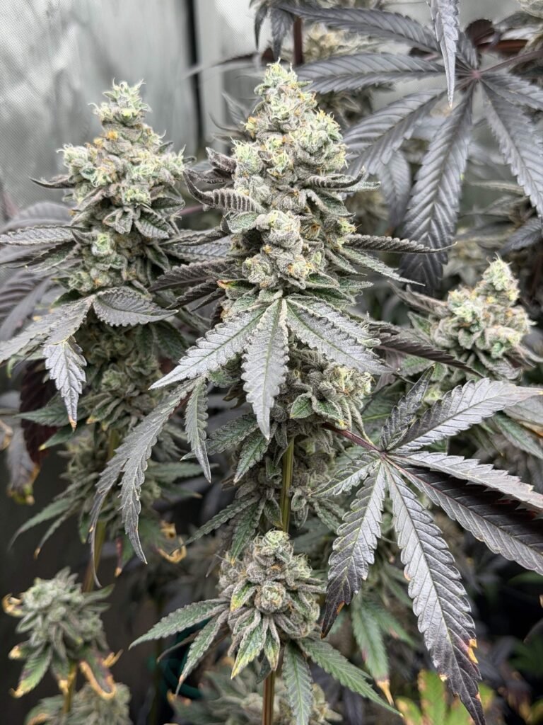 Apple Fritter - Lumpys cut