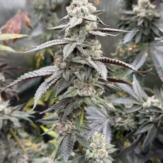 Yin Yang #4 - 3rd Coast cut