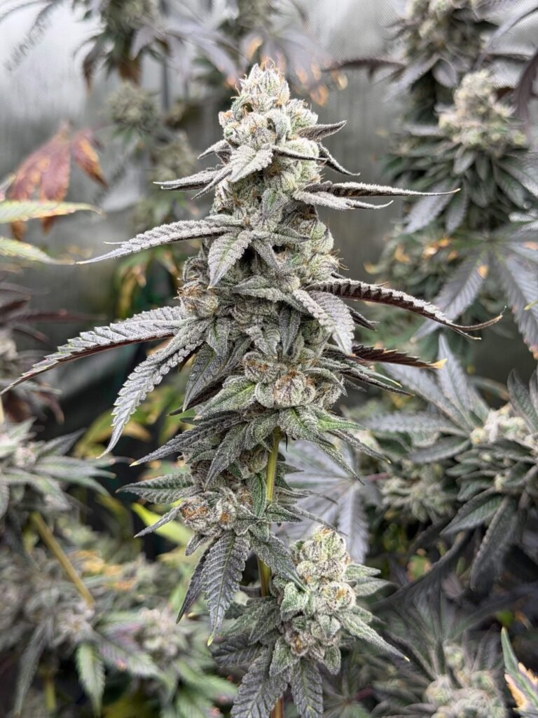 Yin Yang #4 - 3rd Coast cut