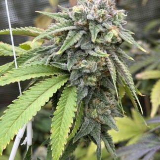 Ocimene Kush - Greenshock Farms cut