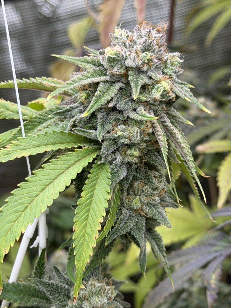 Ocimene Kush - Greenshock Farms cut