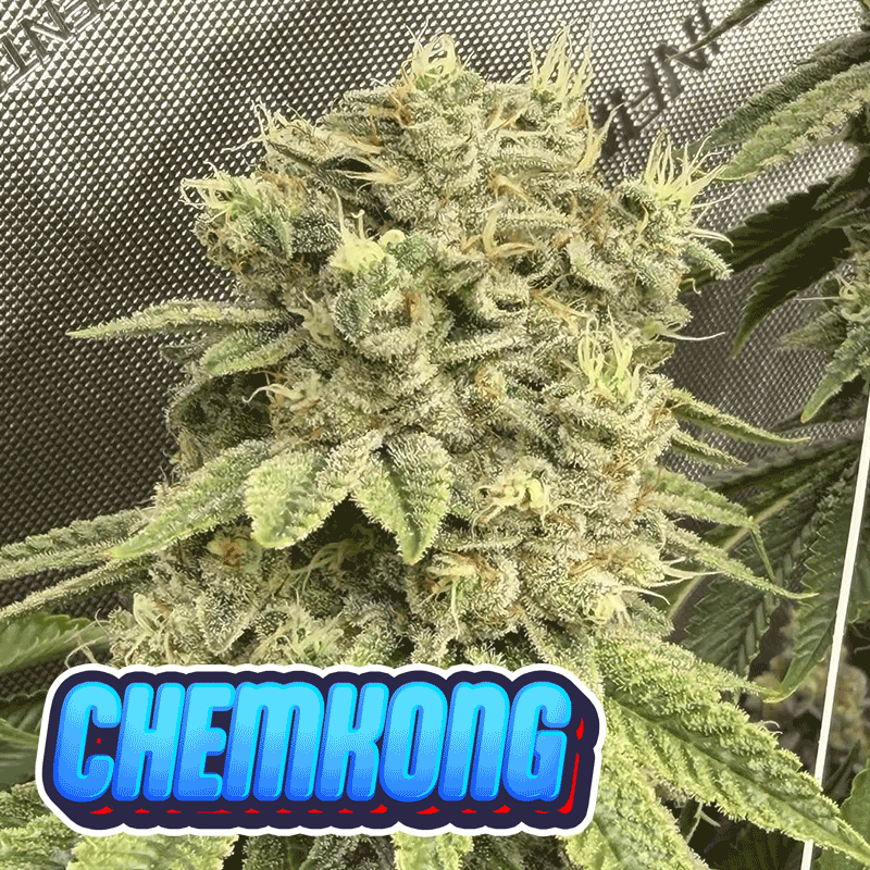 ChemKong - Wisdom cut