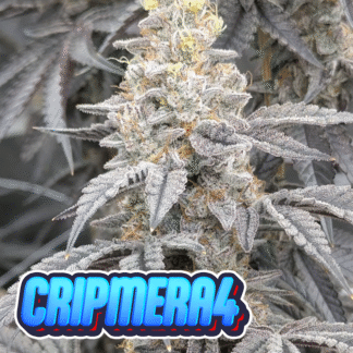 Cripmera #4 - Badd News cut