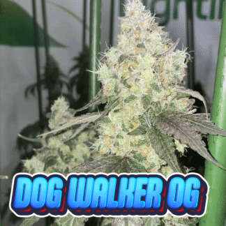 Dog Walker OG