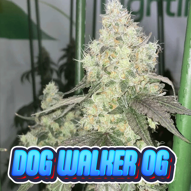 Dog Walker OG