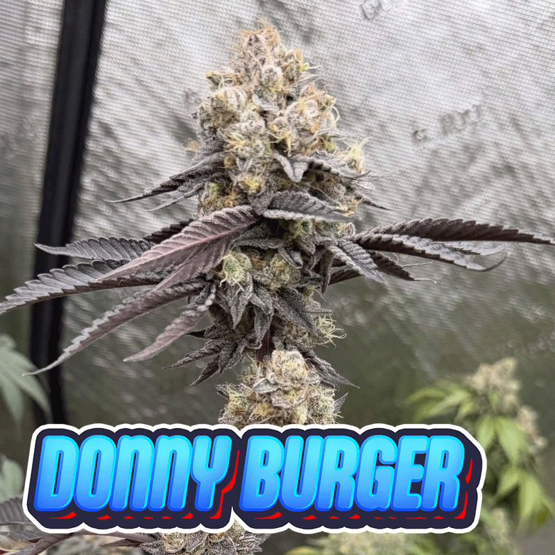 Donny Burger - Skunk House cut