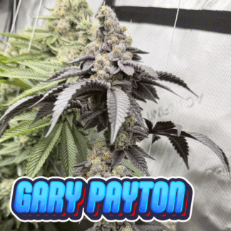 Gary Payton - Cookies / Powerzzzup cut