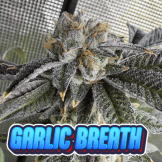 Garlic Breath