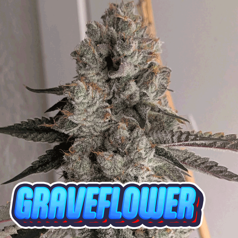Graveflower - Thy Dank Genetics cut