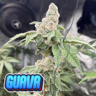 Guava - Badd News cut