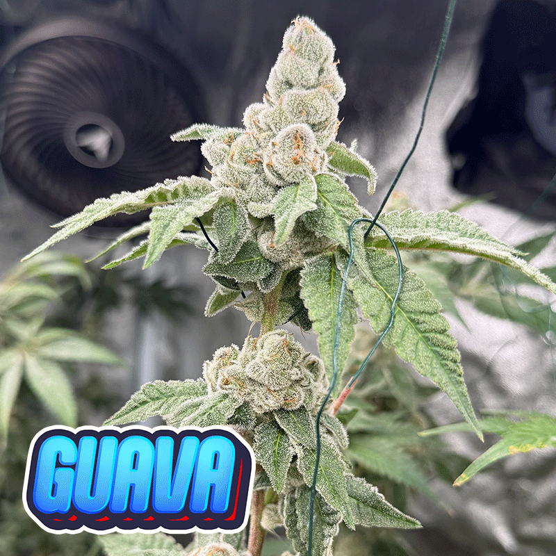 Guava - Badd News cut