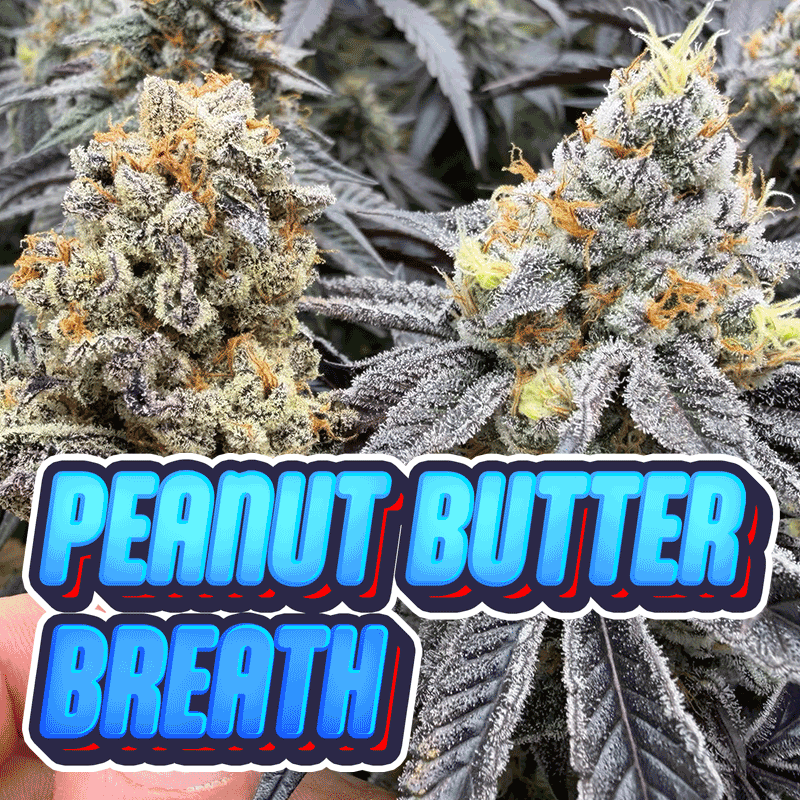 Peanut Butter Breath