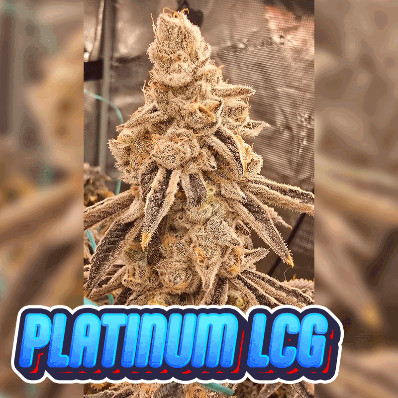 Platinum Lemon Cherry Gelato - Leaf Dr cut