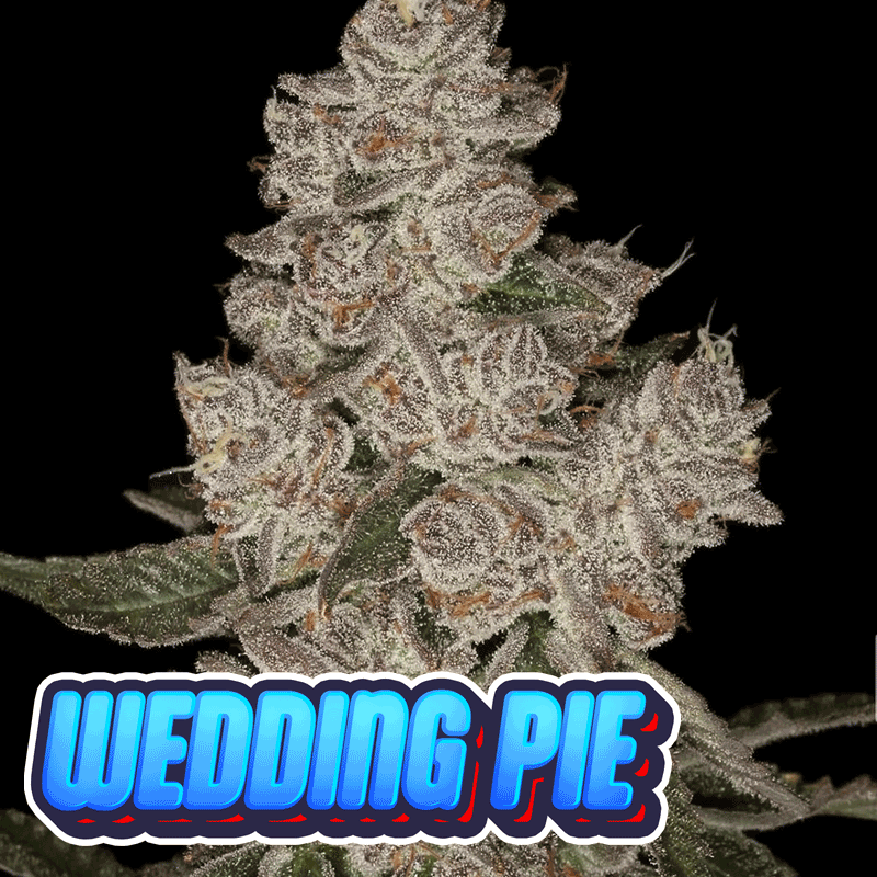Wedding Pie #30 - Archive cut