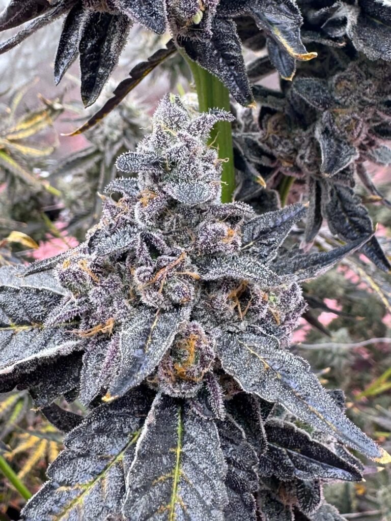 Candy Blues