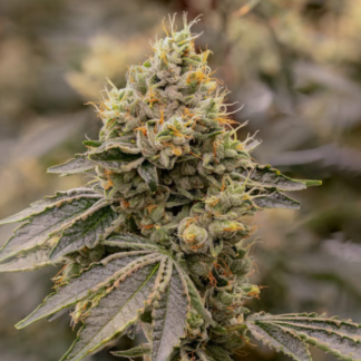 SFV OG